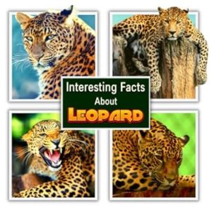 Interesting Facts About Leopard (A Colorful Picture Book for Kids)